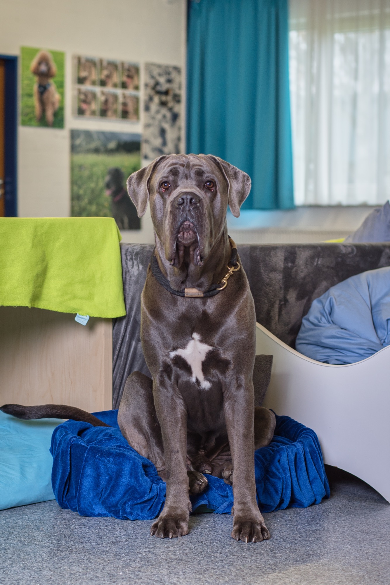 Mastiff