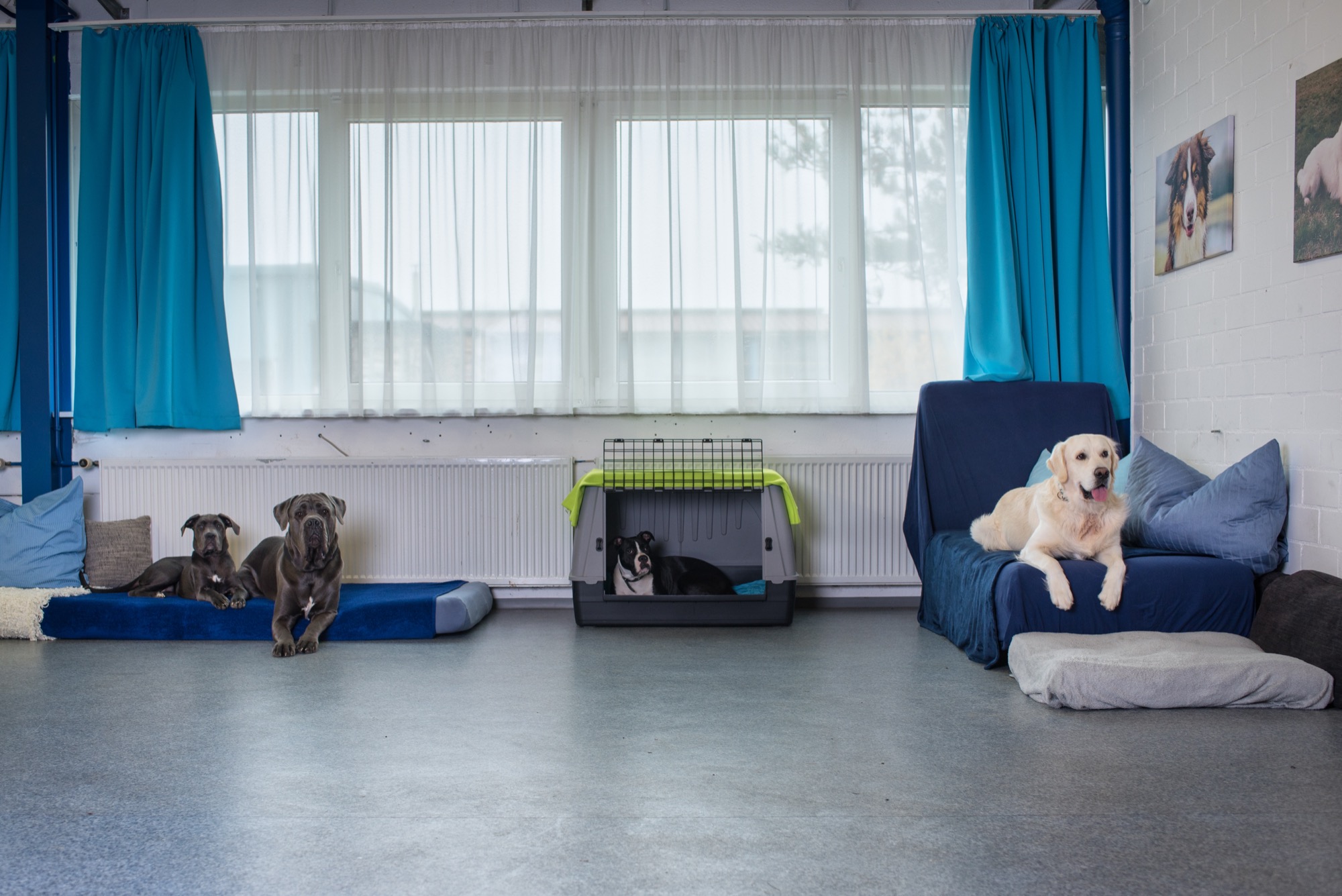 Deutsche Dogge