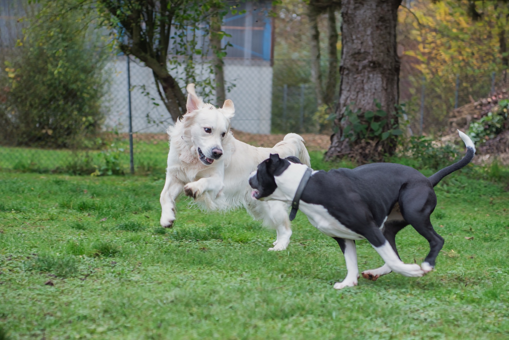 Hunde auf der Wiese