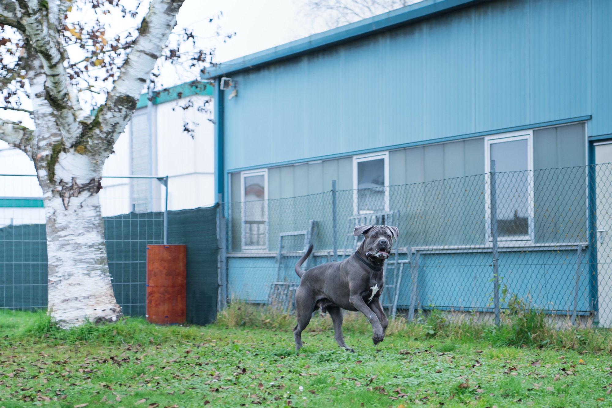 Cane Corso