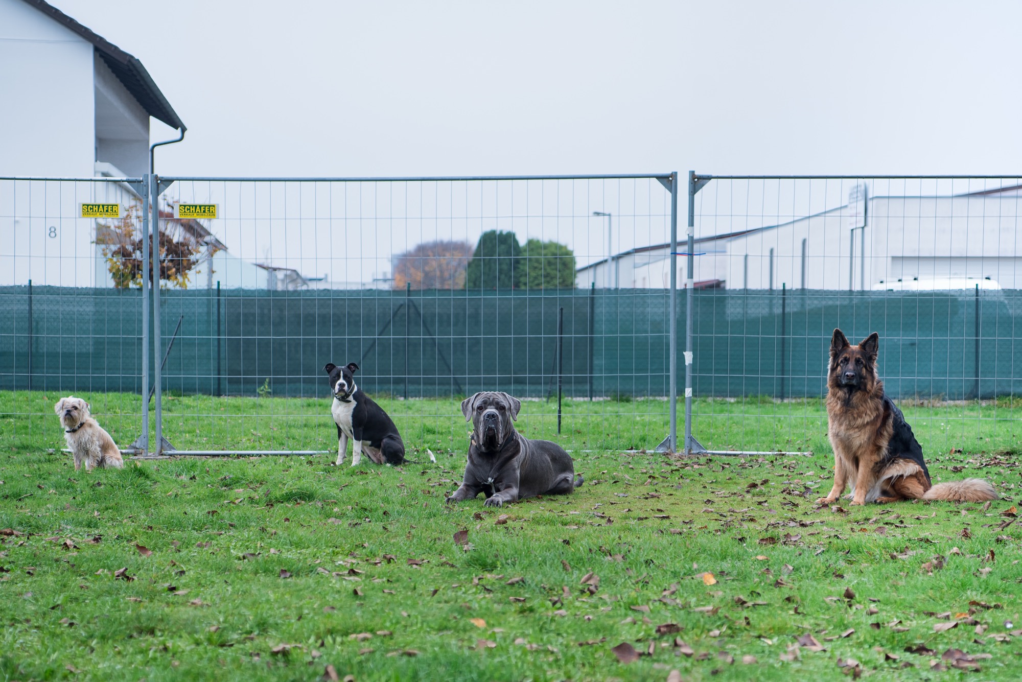 Hunde entspannt
