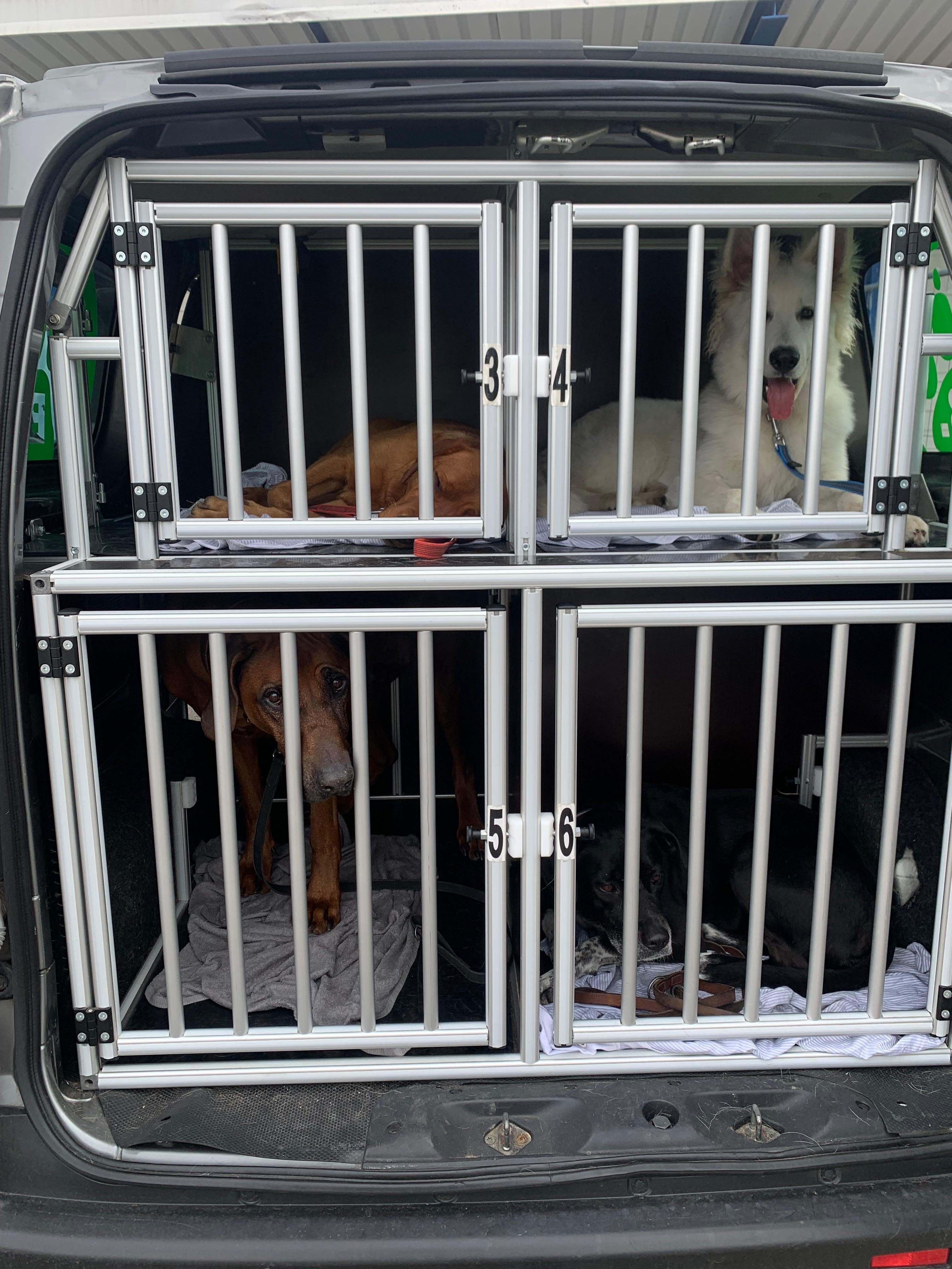Hunde in Transportboxen