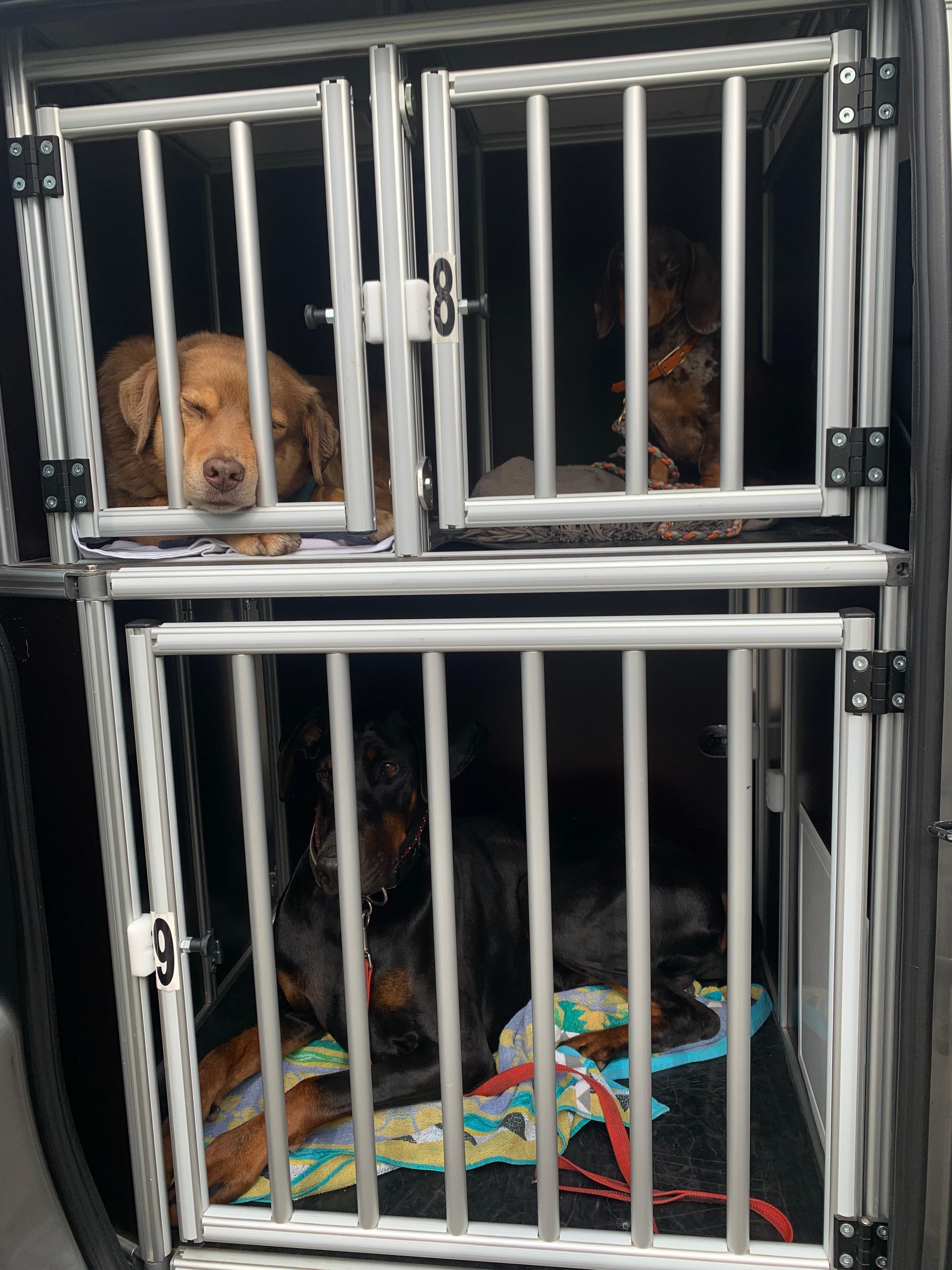 Hunde in den Boxen